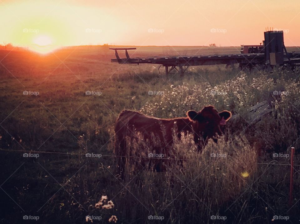 Lone cow in the sunset. 