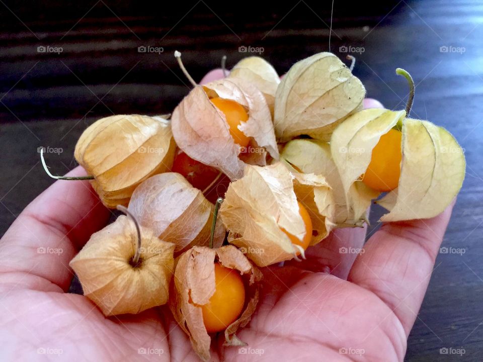 Cape gooseberry