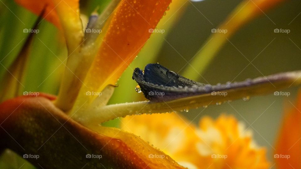 Closed up Bird of Paradise 