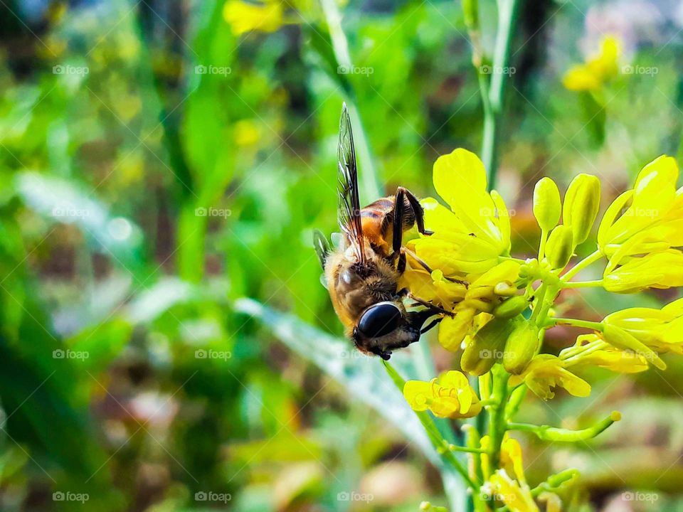 Beautiful process of pollination, an act of nature