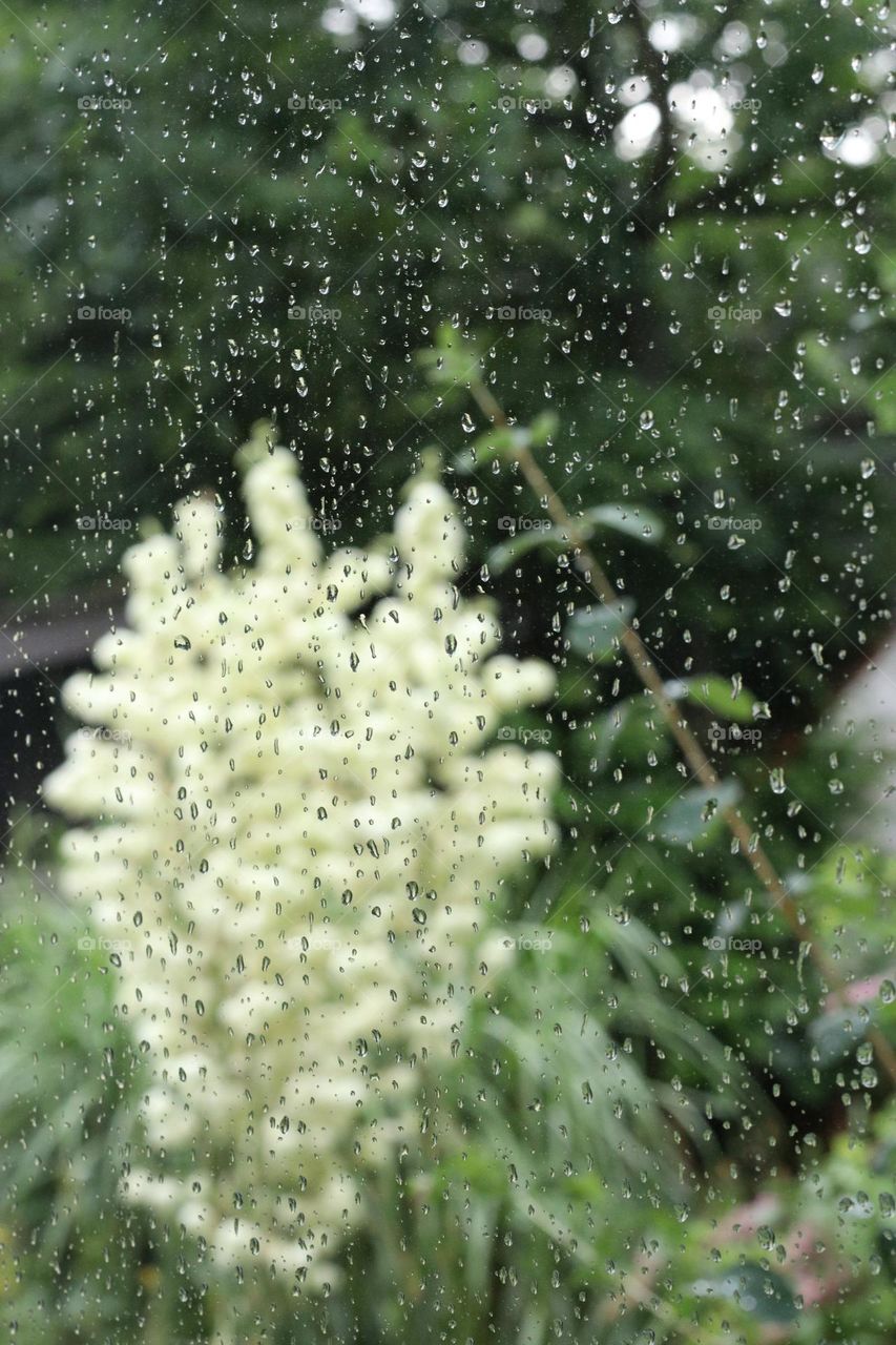 A white palm lily blooms behind a rain-soaked window