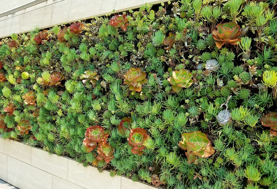 succulent wall