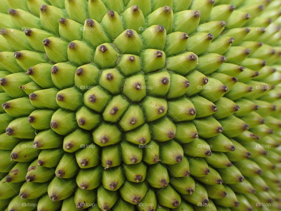 Extreme close-up of mystery fruit