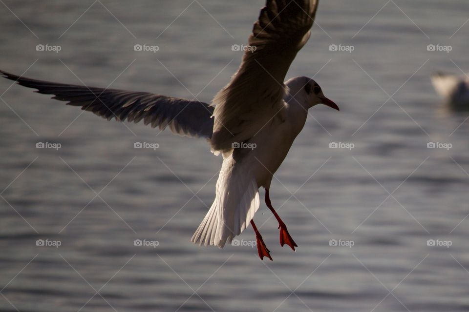 Flying seagull