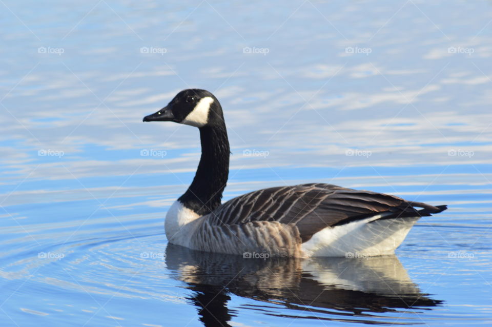 Goose. Goose on redmires reservoir 