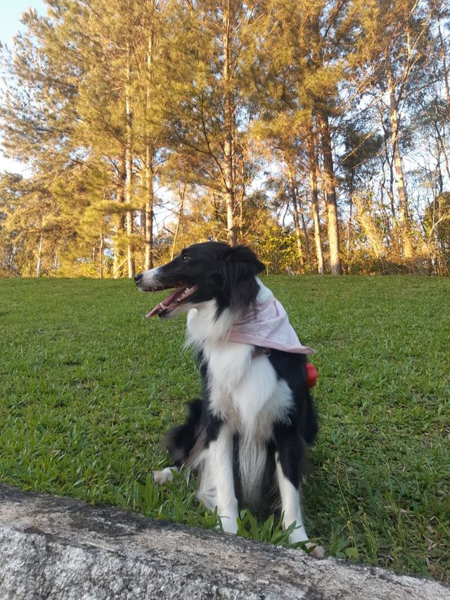 Border Collie