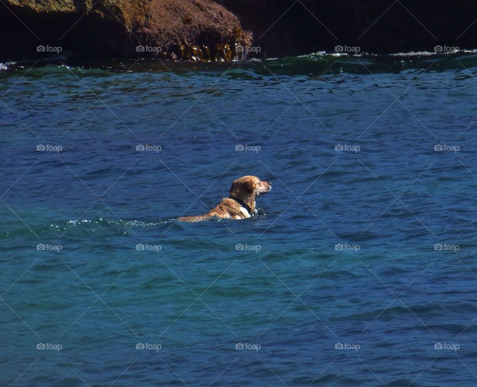 Dog swimming 
