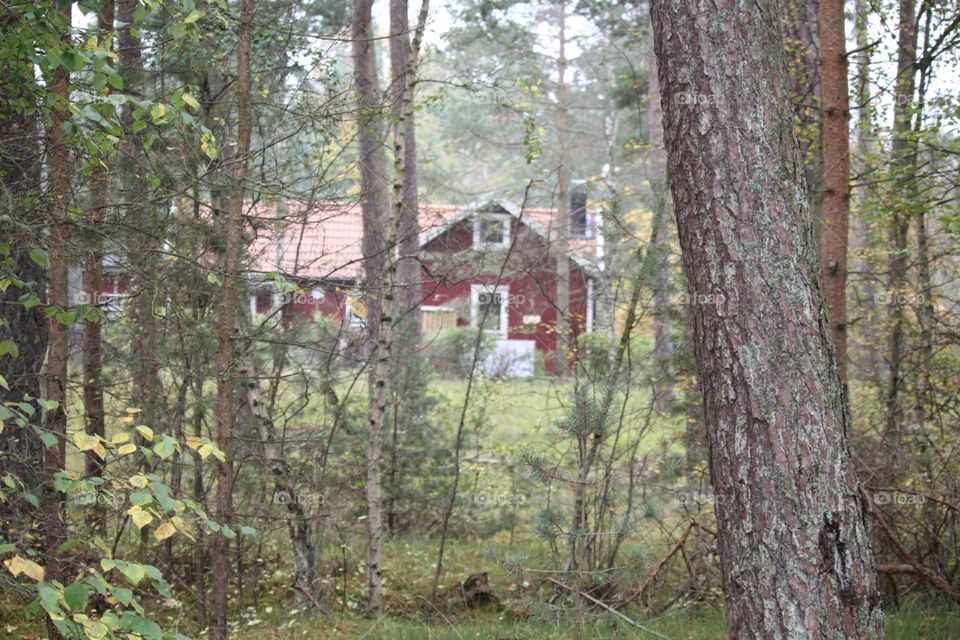 Wood, Tree, Landscape, Environment, No Person