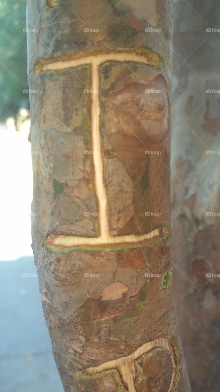 letter of i  in tree