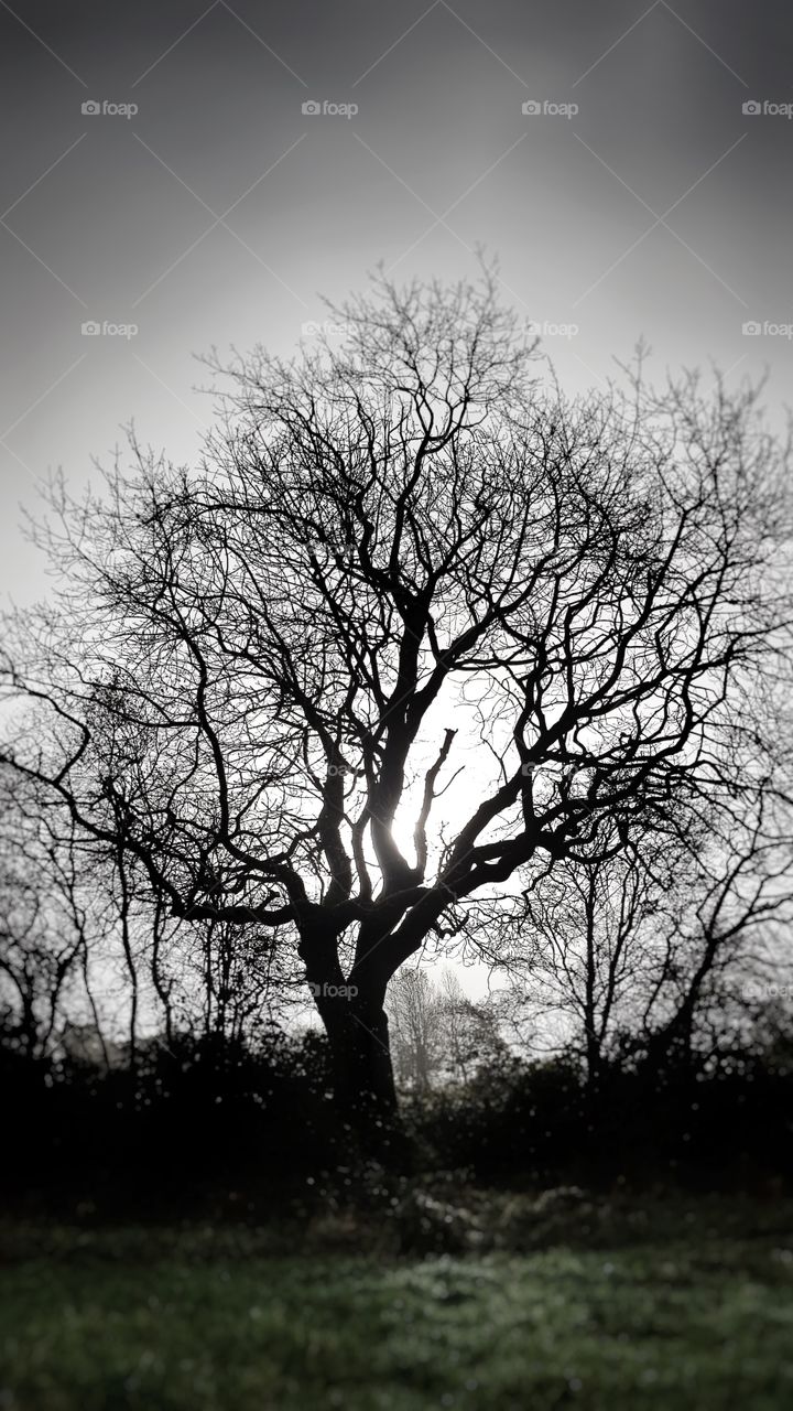 Autumn tree on a bright, but misty, morning.