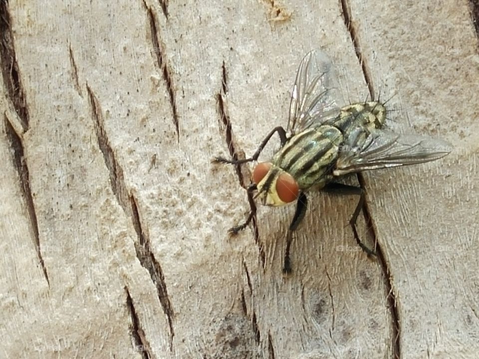 High angle view of insect