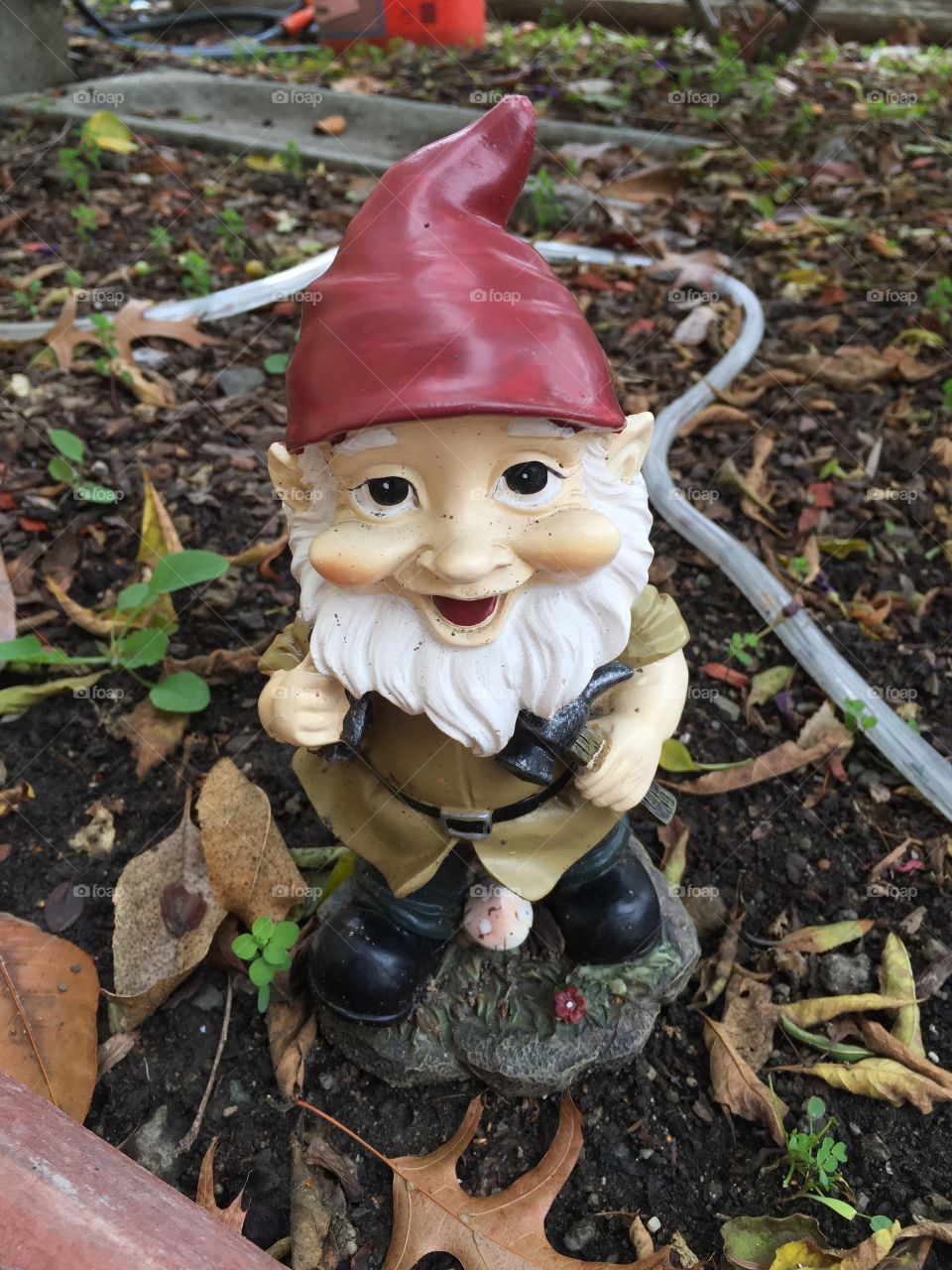 Gnome 