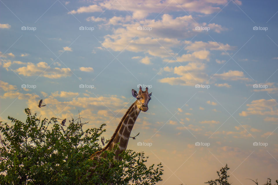 Giraffe behind a tree during sunset