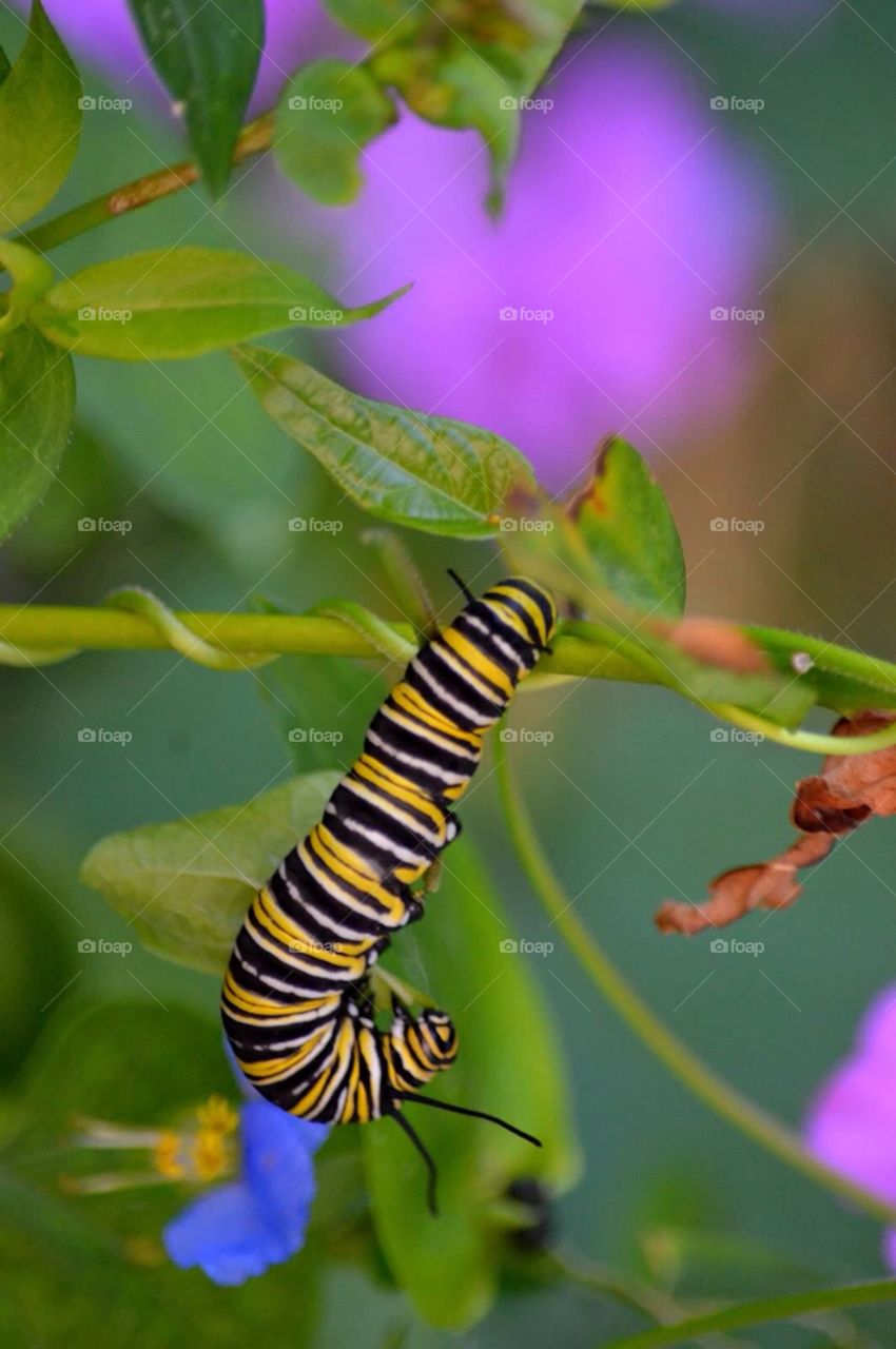 Butterfly-to-be. Monarch caterpillar on a plant with purple flowers