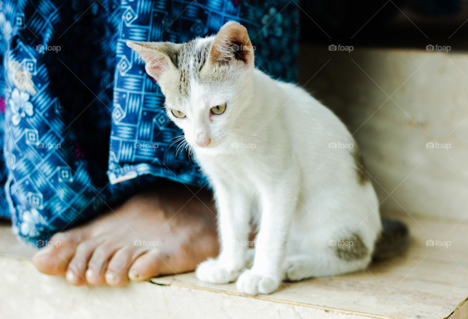 watching cat with owner (like tom and jerry