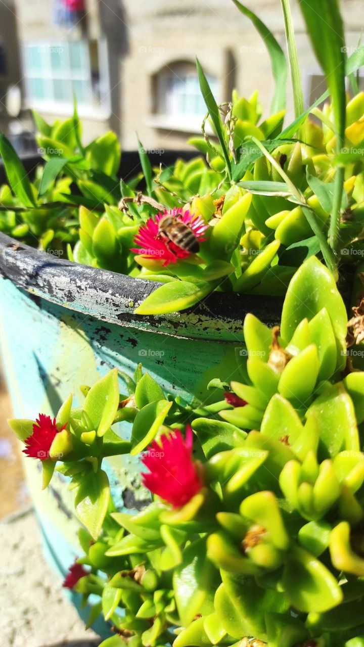 A bee drinks the nectar of the beautiful flowers, the color of the purple color