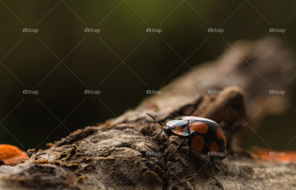 ladybug under dry trunk