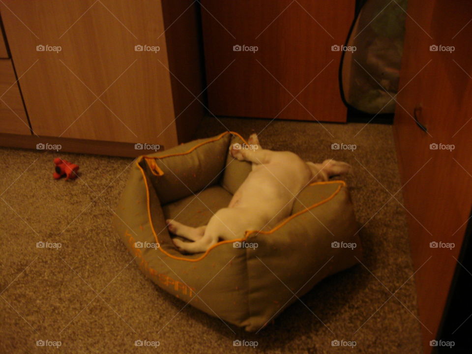 French bulldog sleeping