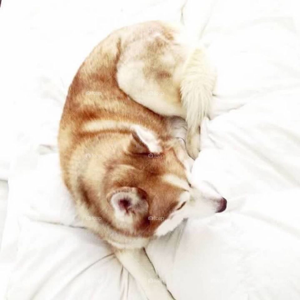 And overhead picture of A red and white Siberian husky laying on top of a bed with a white comforter. 