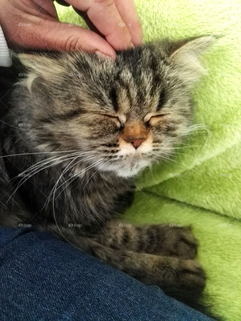 cats like to be petted