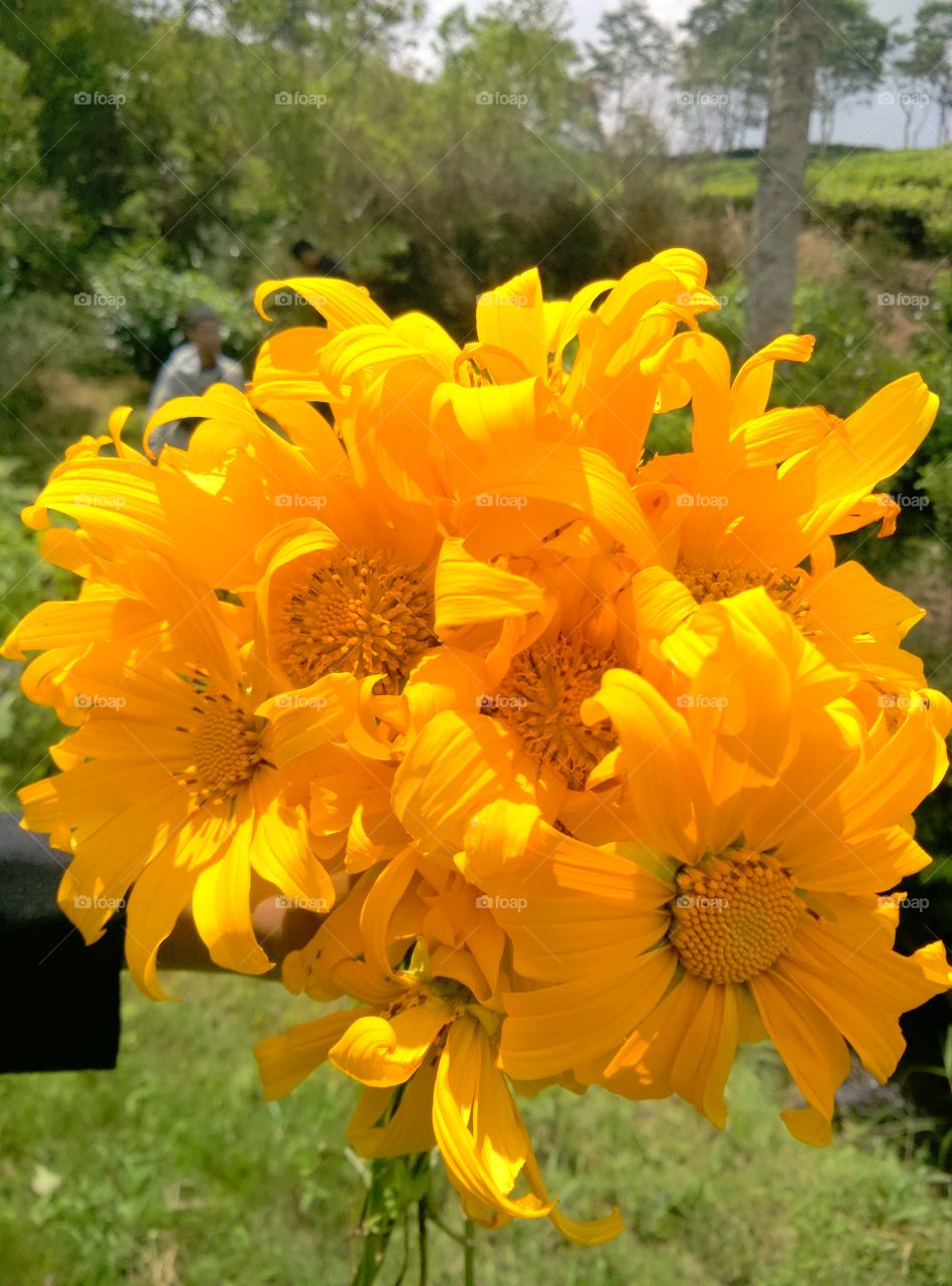 good yellow flower