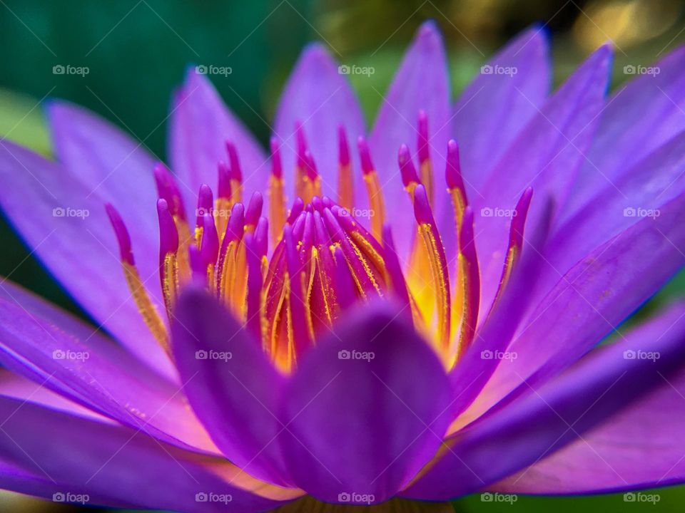 Water Lily Flower Closeup