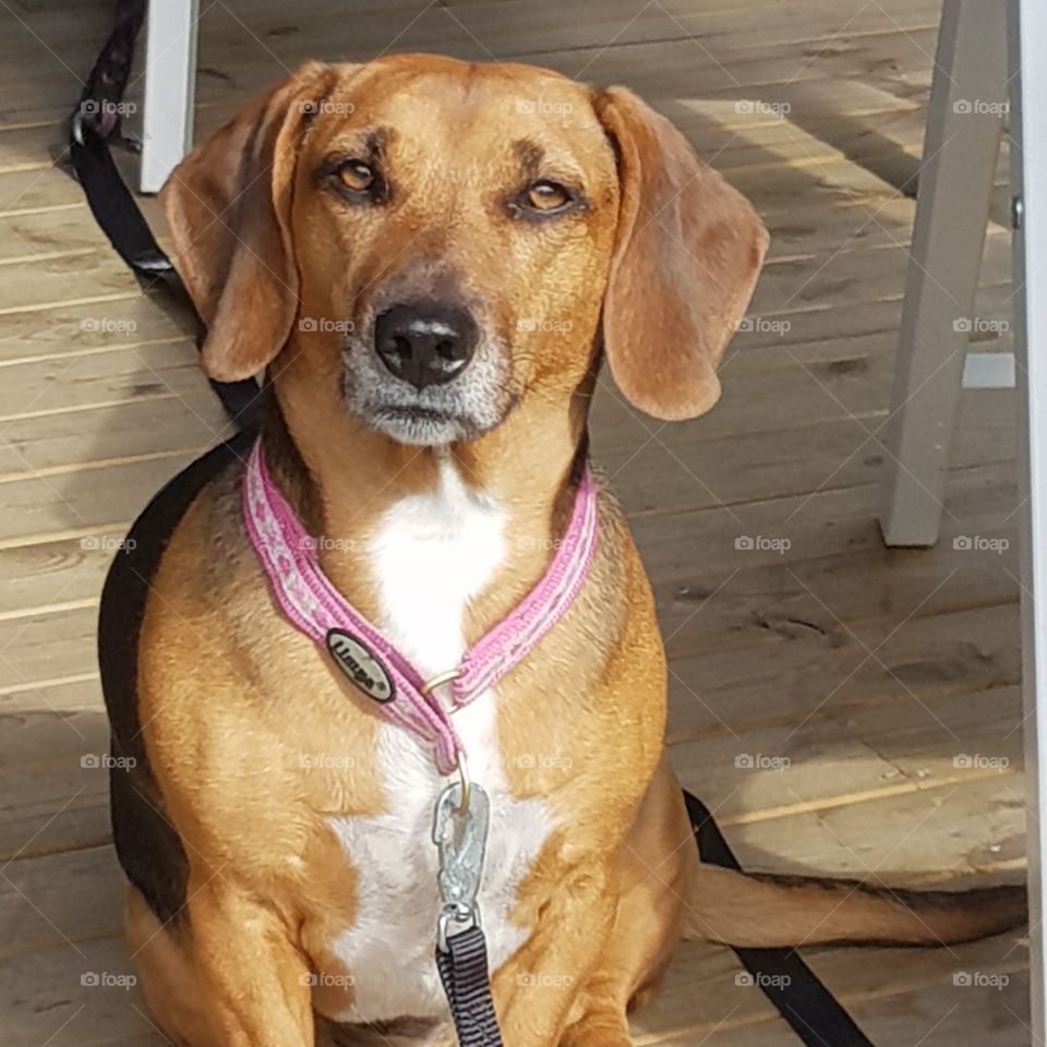 Fanny Märta Kolm Dog