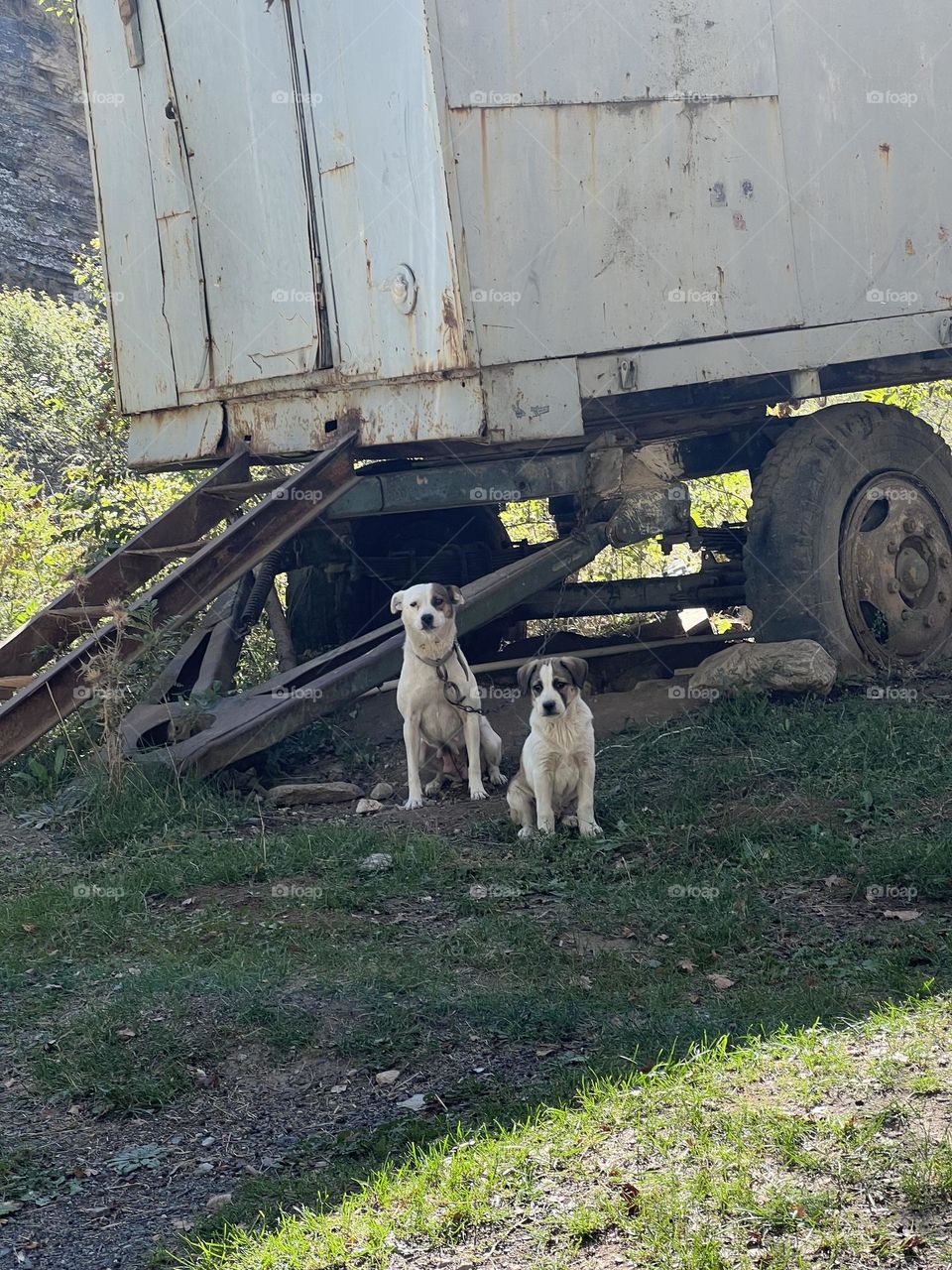 Dogs In Uzbekland