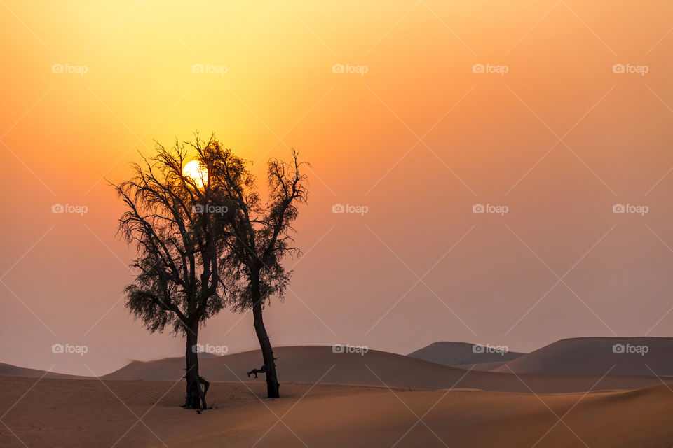 Sunset in the desert, sun entangled in the trees