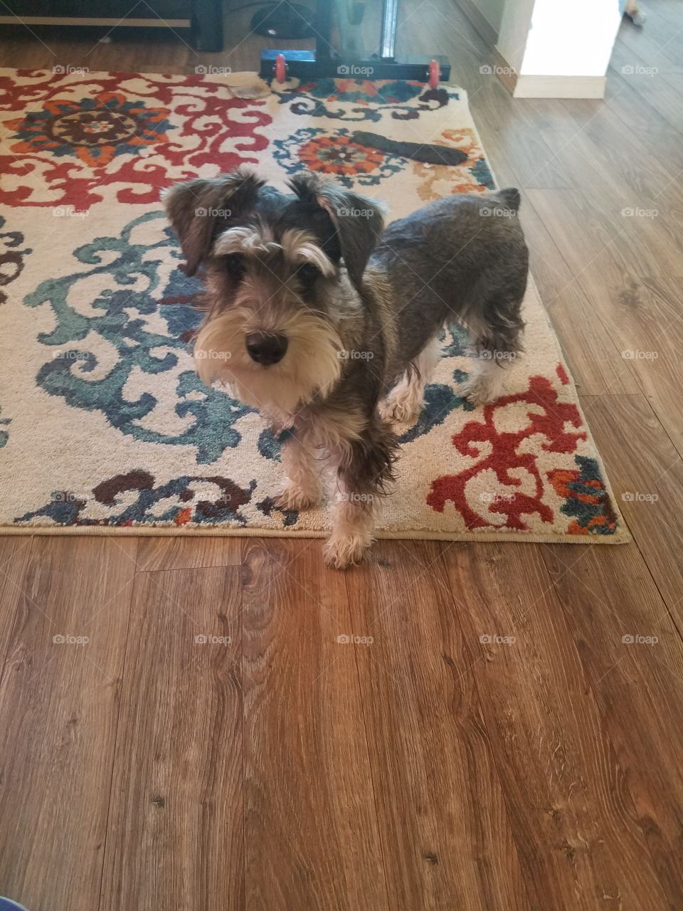 schnauzer
