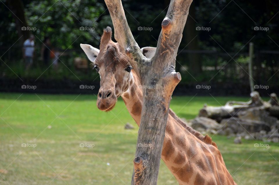 A giraffe at the zoo.