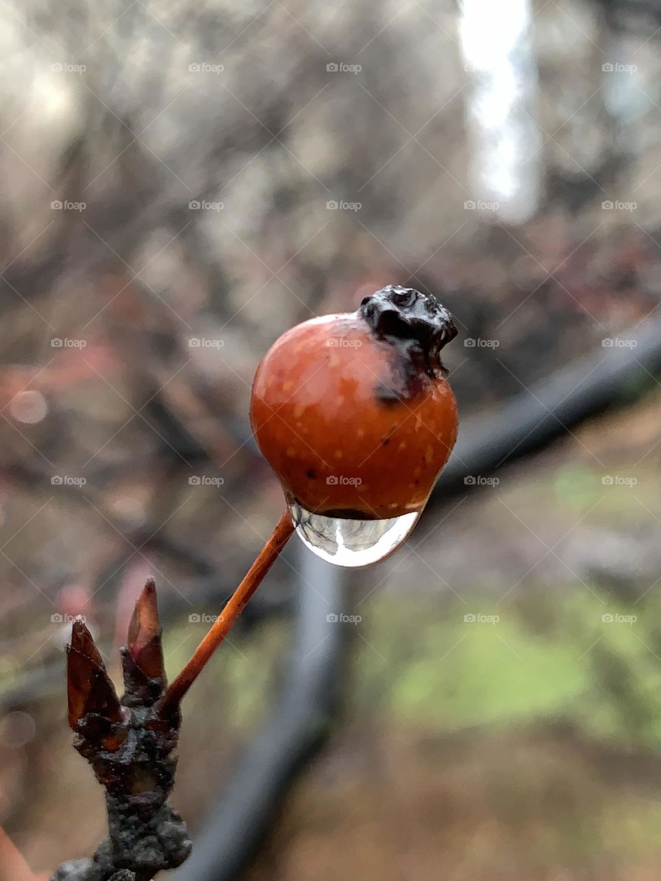 Macro photo of Nootka rose with rain drops.