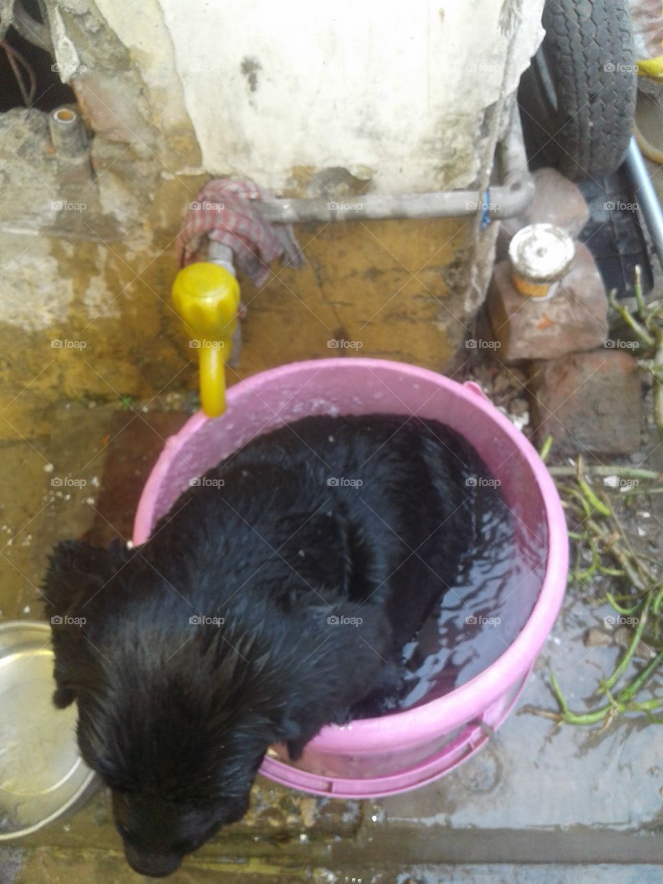 pup taking tap cool water bath