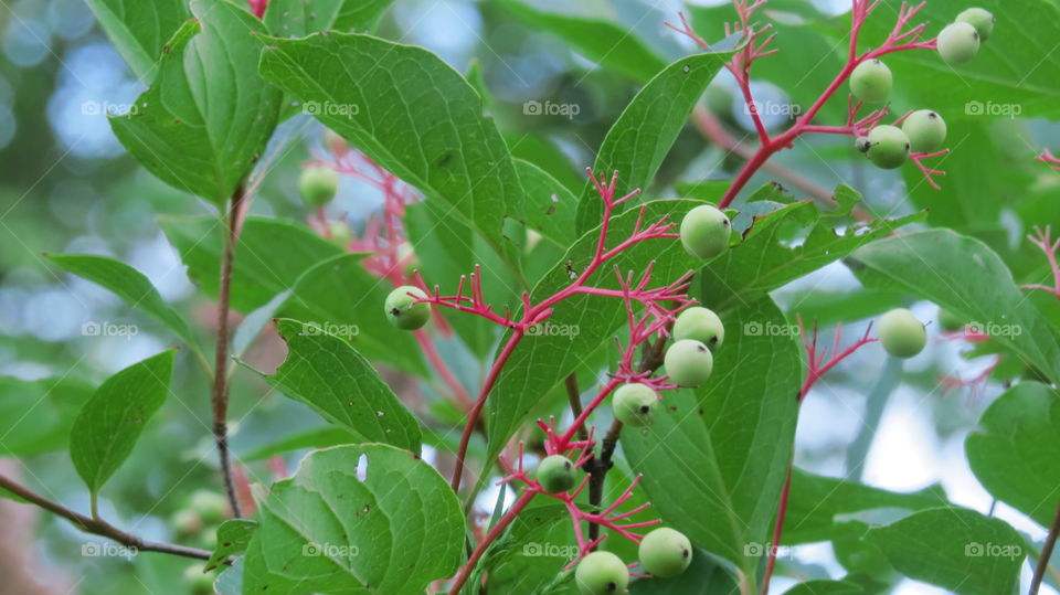 Berries on branches during walk
