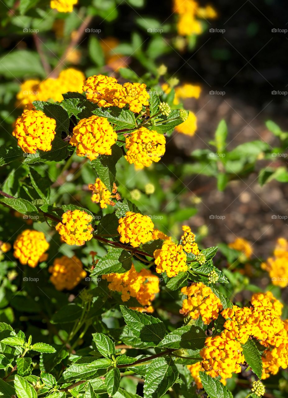 Yellow lantana brightens up the butterfly garden.