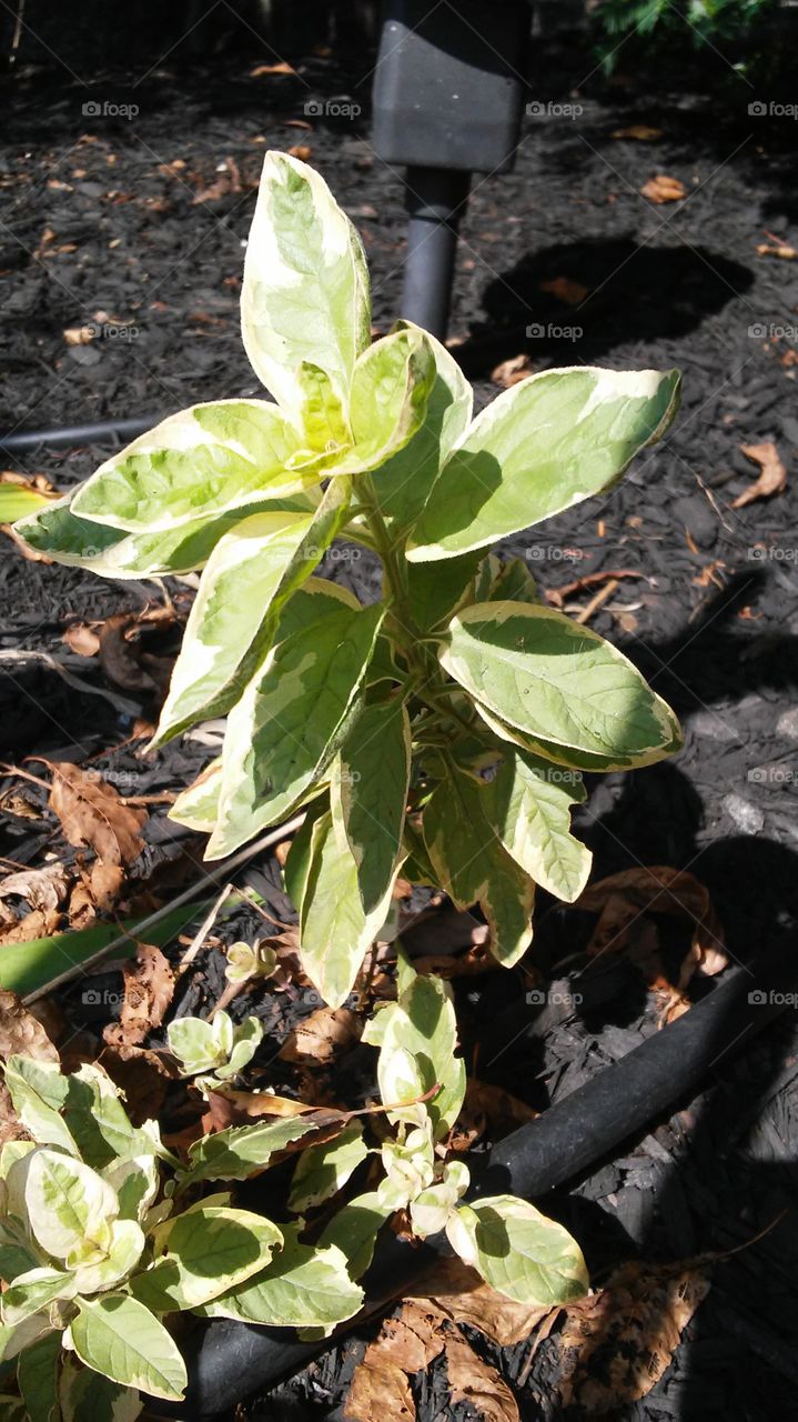Leaf, Flora, Nature, No Person, Outdoors