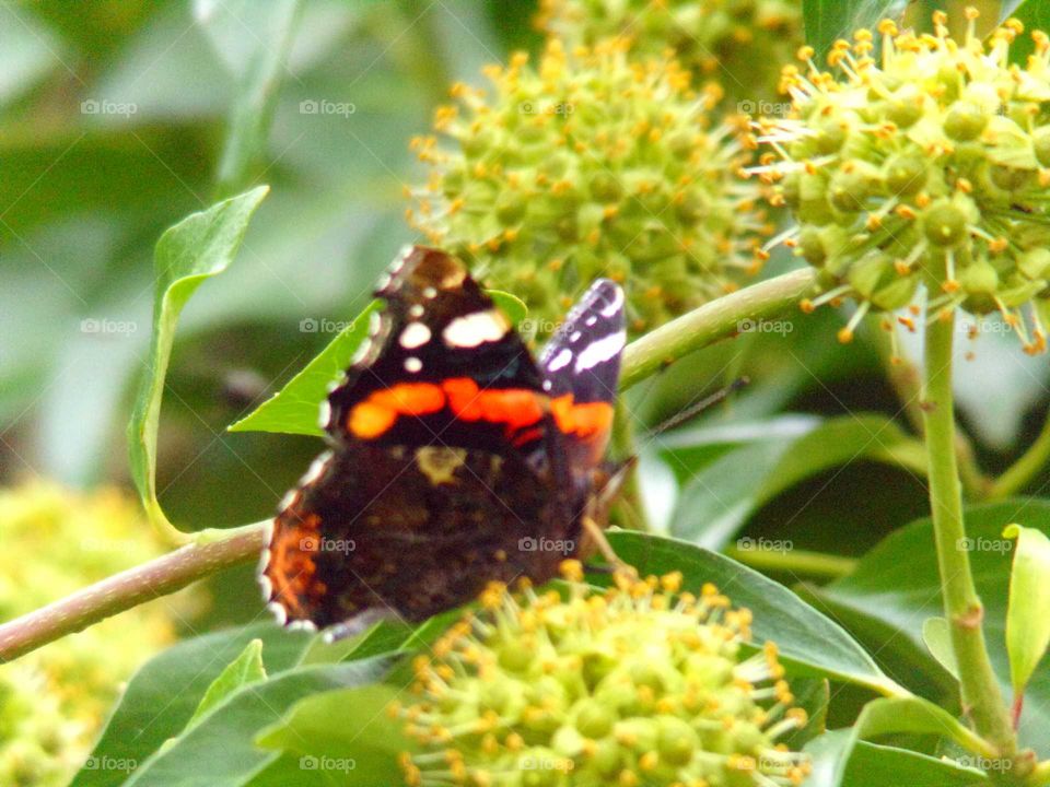 Schmetterling auf einer Efeublüte