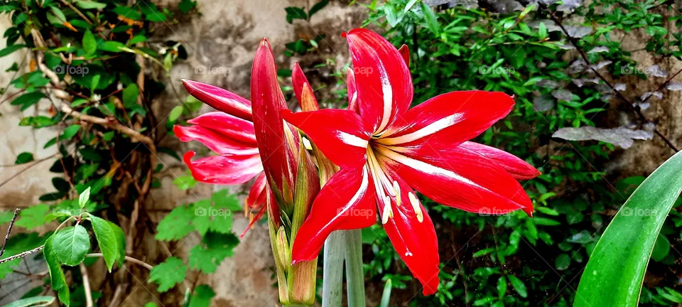 Red flower