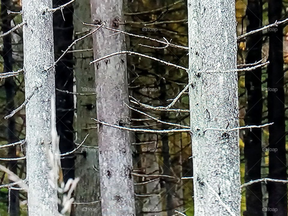 tree branch photography