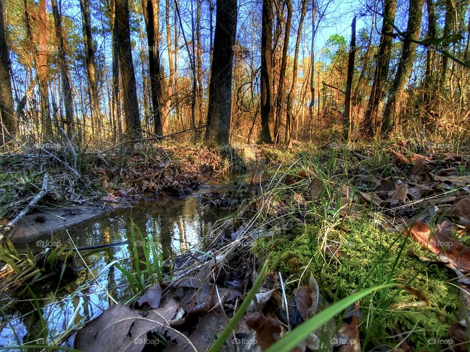 Small Forest Stream
