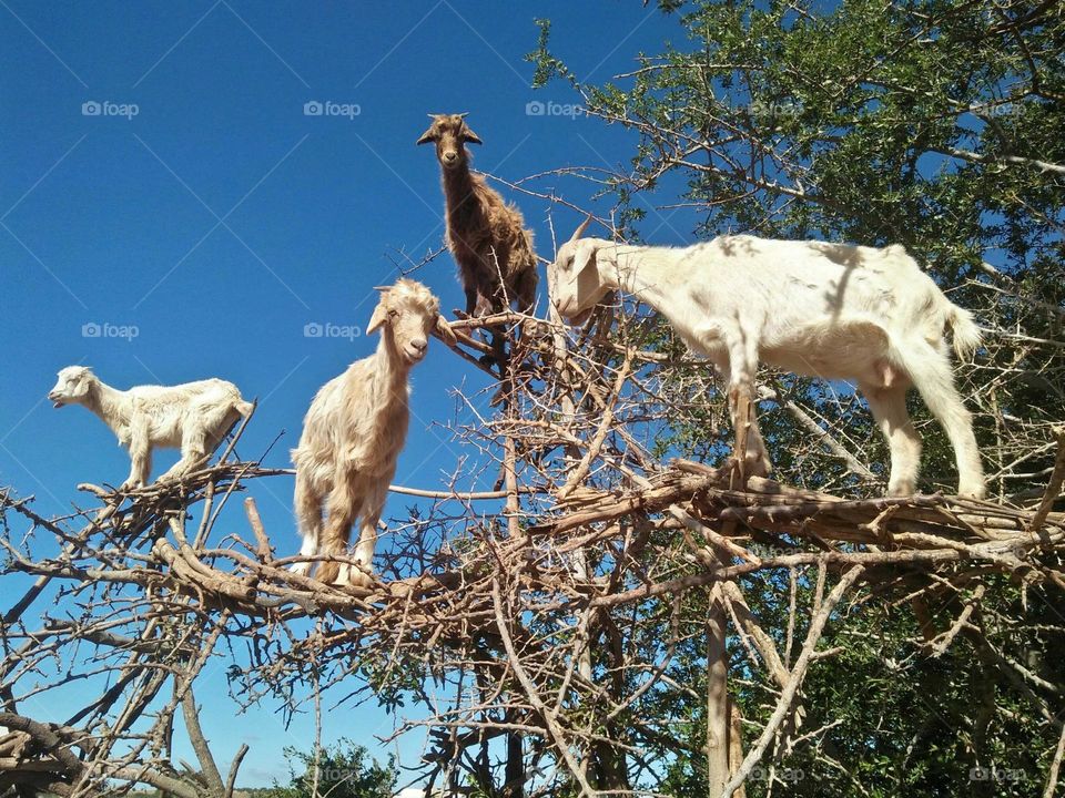 Beautiful goats on argania spinosa tree at essaouira in Morocco.