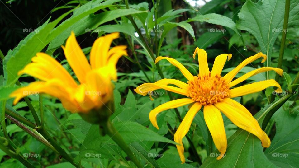 Tithonia diversifolia is a type of plant shaped like a sunflower with yellow petals and orange flower core