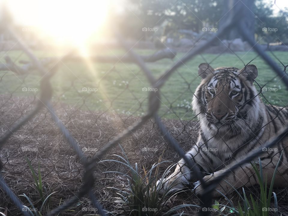 LSU’s Mike the Tiger