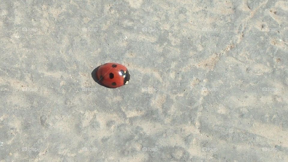 red ladybug on ground.