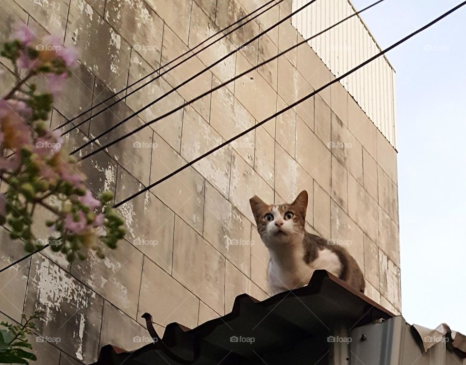 Surprised cat on the roof ,and tree with pink flowers