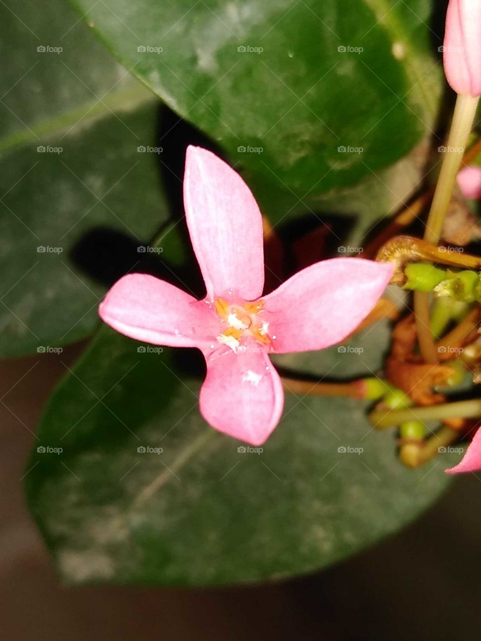 a small beautiful pink flower