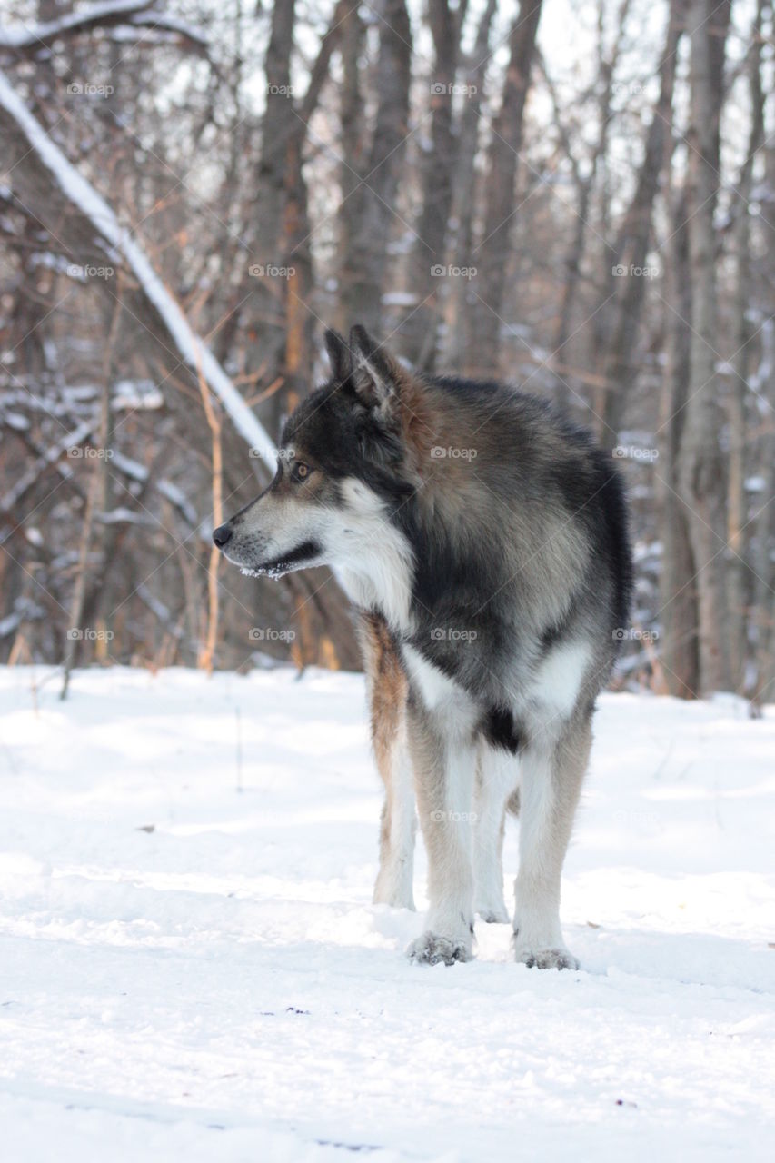 Wolf in the snow. Wolf dog in the snow at the edge of the woods