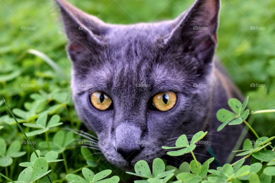 Cat in nature