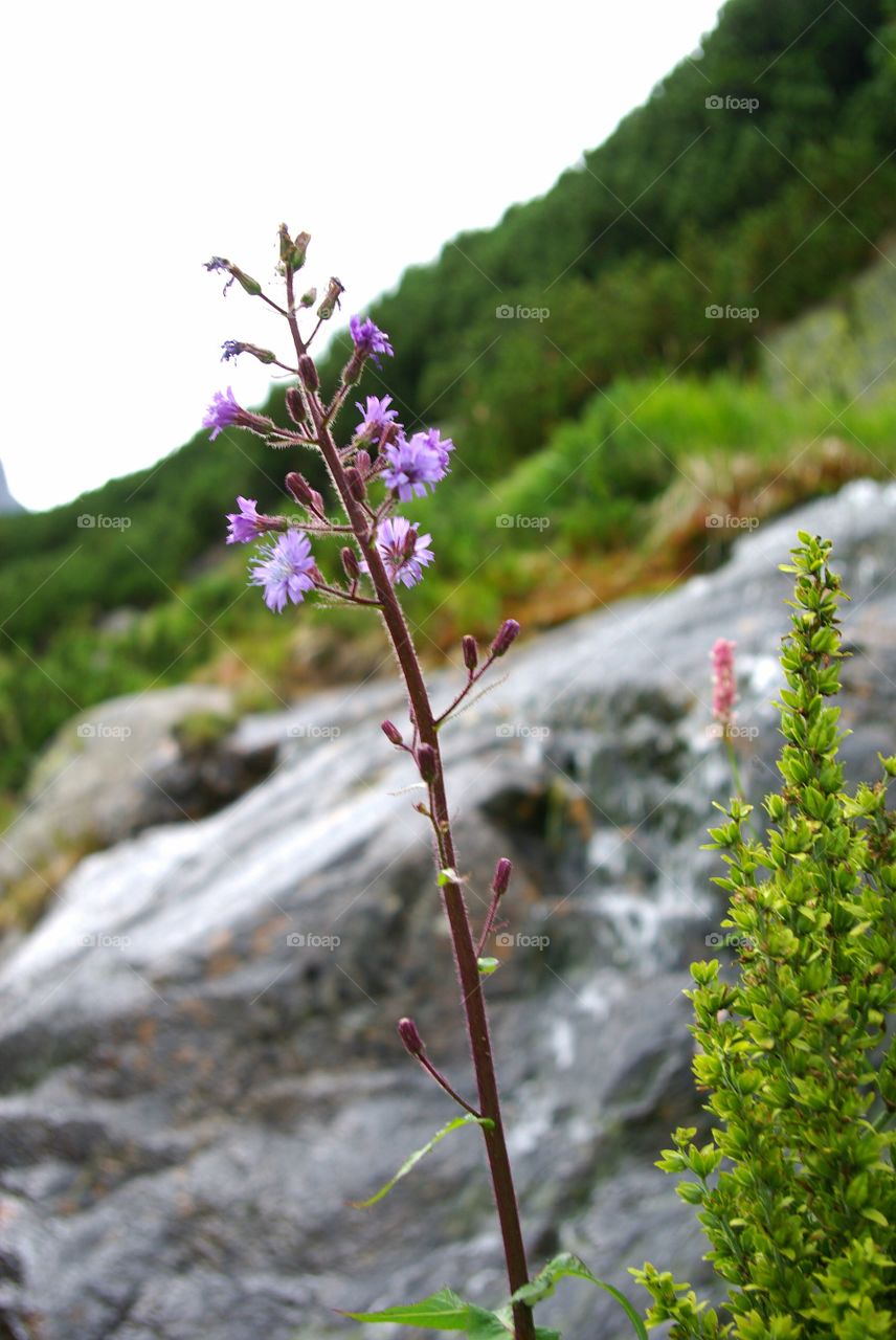 Close-up of wildflower