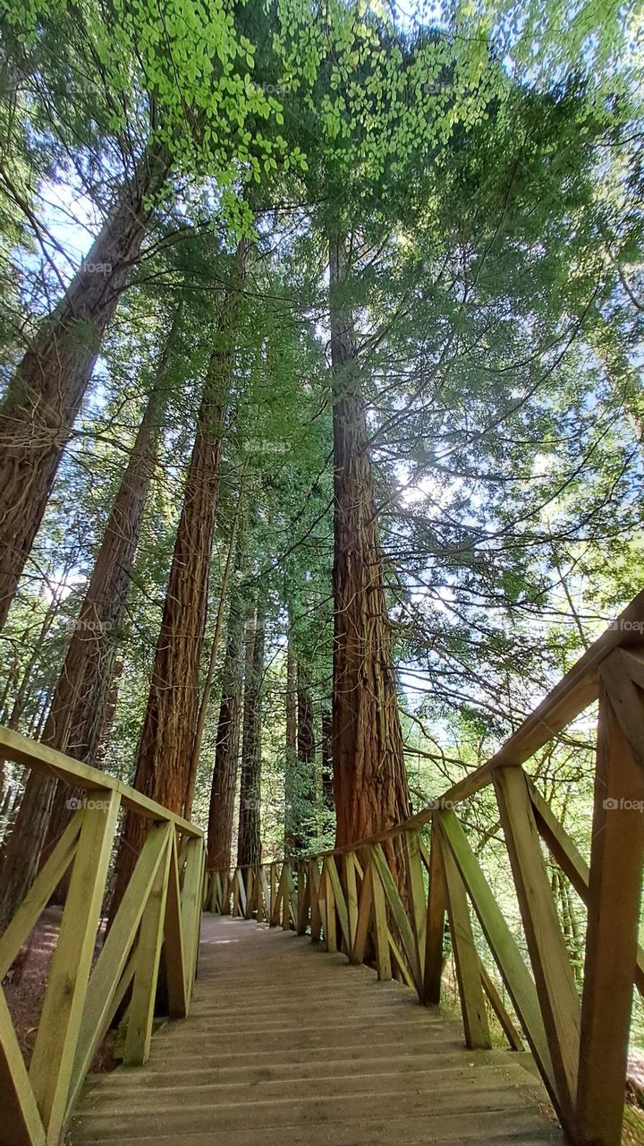 Paseo entre secuoyas